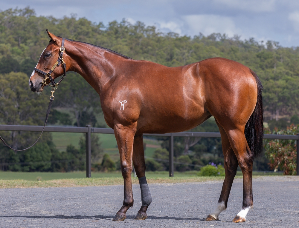 Tiger of Malay (AUS) / Destination Tucson (AUS) 2024 Filly - Image 1