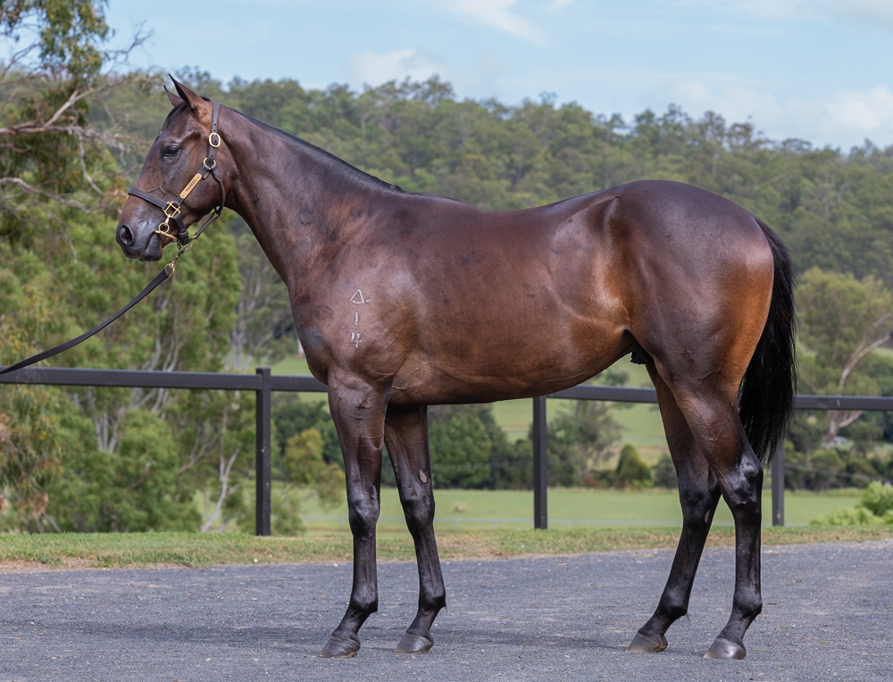 Cool Aza Beel (NZ) / Fitocracy (AUS) 2024 Colt - Image 1