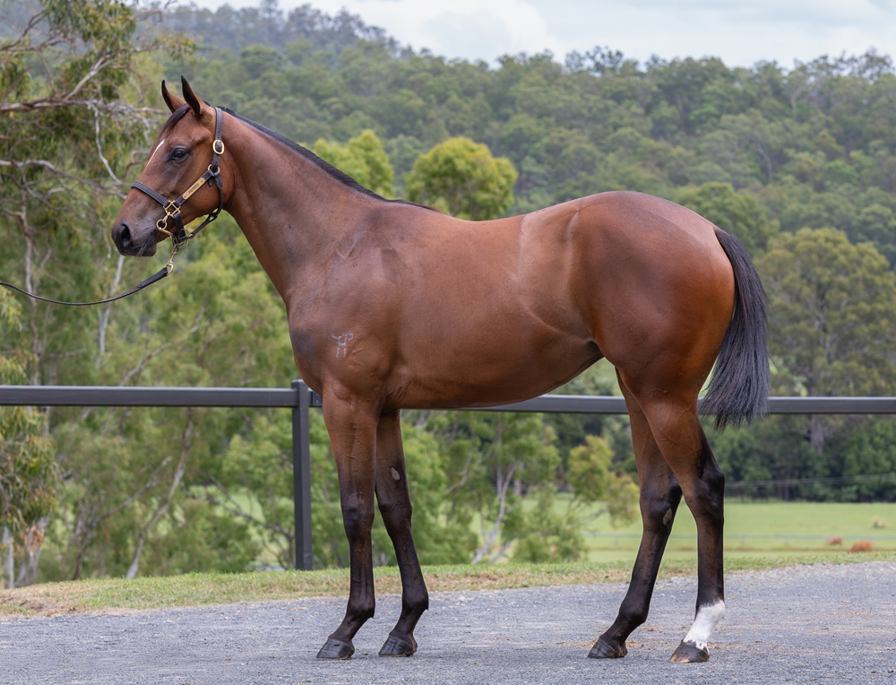 Microphone (AUS) / Gaylebeck (AUS) 2024 Filly - Image 1