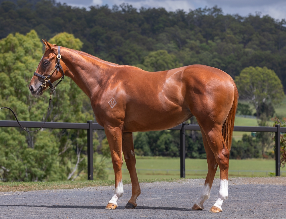 Justify (USA) / Little Geisha (NZ) 2024 Filly - Image 1