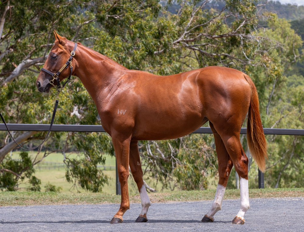 Sun City (AUS) / Marheta (AUS) 2024 Filly - Image 1