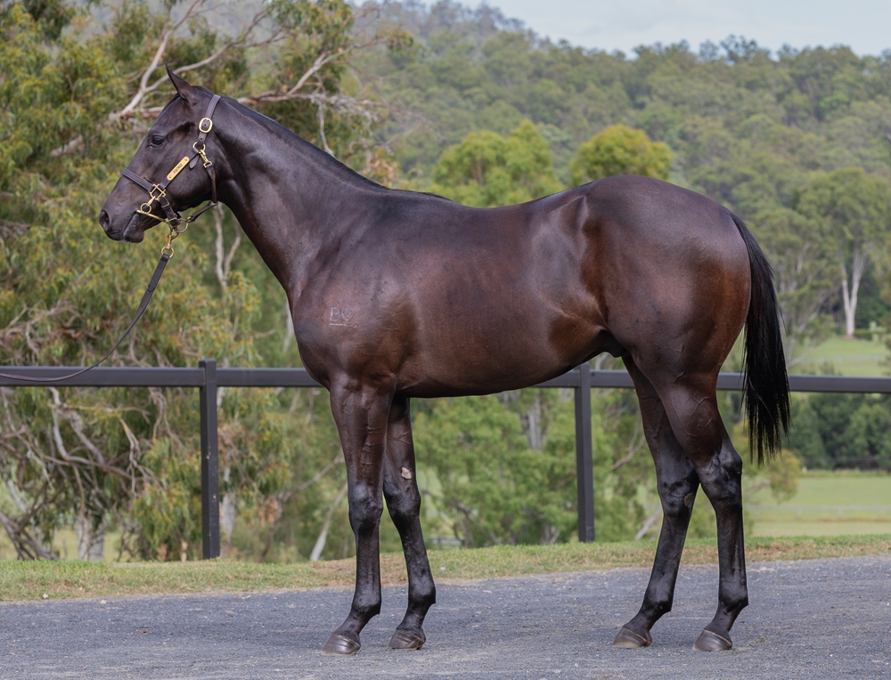 Encryption (AUS) / Midnight Beauty (AUS) 2024 Colt - Image 1