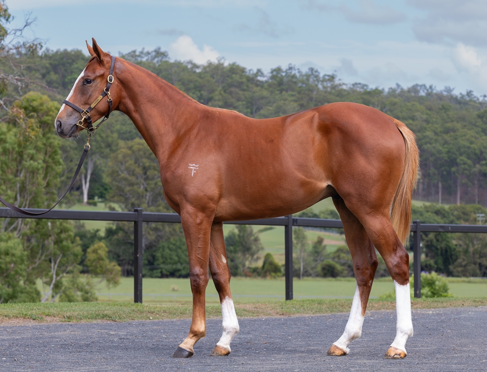 Stronger (AUS) / Miss Chapeau (AUS) 2024 Colt - Image 1