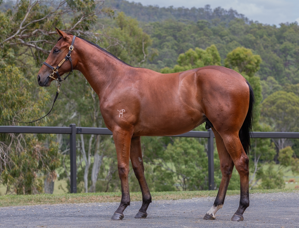 Acrobat (AUS) / Miss Fidler (AUS) 2024 G - Image 1