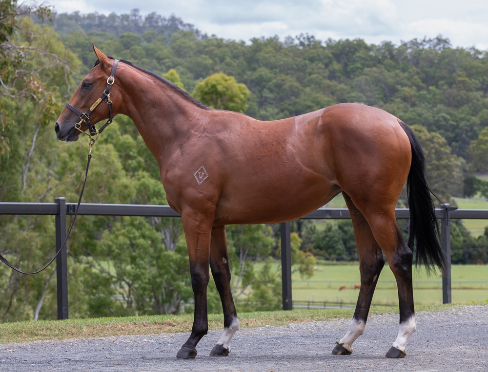 Tassort (AUS) / My Little Flicka (AUS) 2024 Filly - Image 1