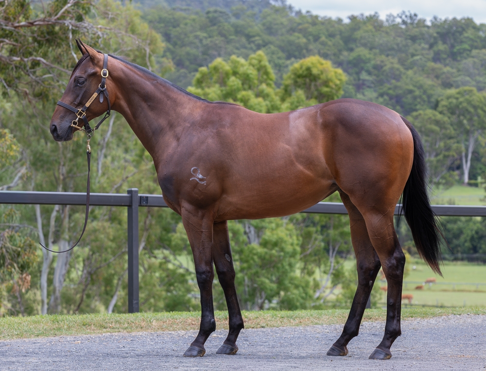 Jonker (AUS) / Pastis (AUS) 2024 Filly - Image 1