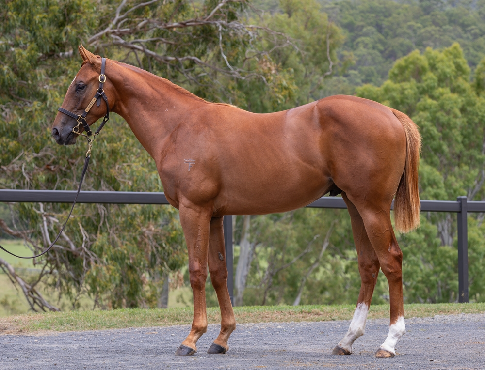 Winning Rupert (AUS) / Procida (AUS) 2024 Colt - Image 1