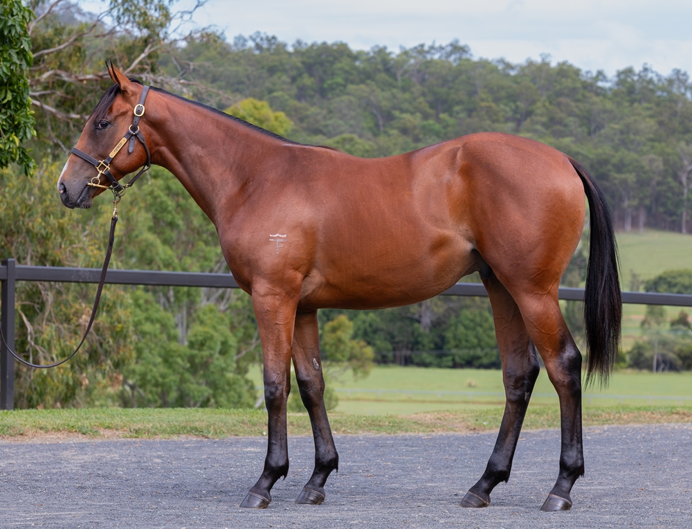 Hellbent (AUS) / Smite (AUS) 2024 Colt - Image 1