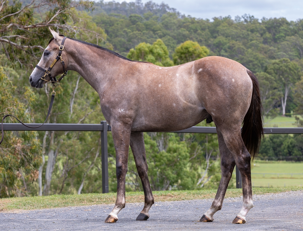 Stronger (AUS) / Too Chat (AUS) 2024 Colt - Image 1