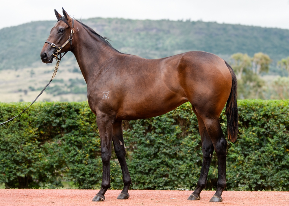 Pride of Dubai (AUS) / Chickaletta (AUS) 2024 Filly - Image 1
