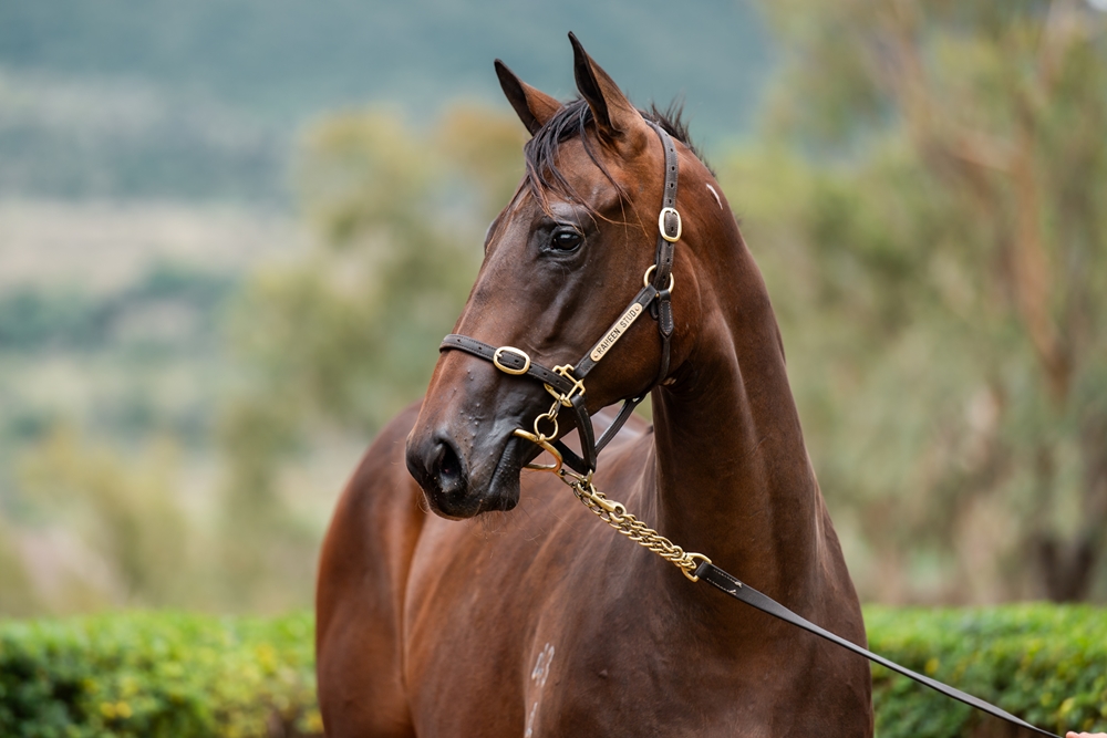 Pride of Dubai (AUS) / Chickaletta (AUS) 2024 Filly - Image 2