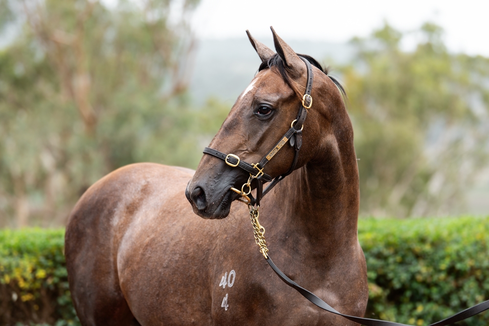 Top Ranked (IRE) / Clara's Cross (AUS) 2024 Filly - Image 2