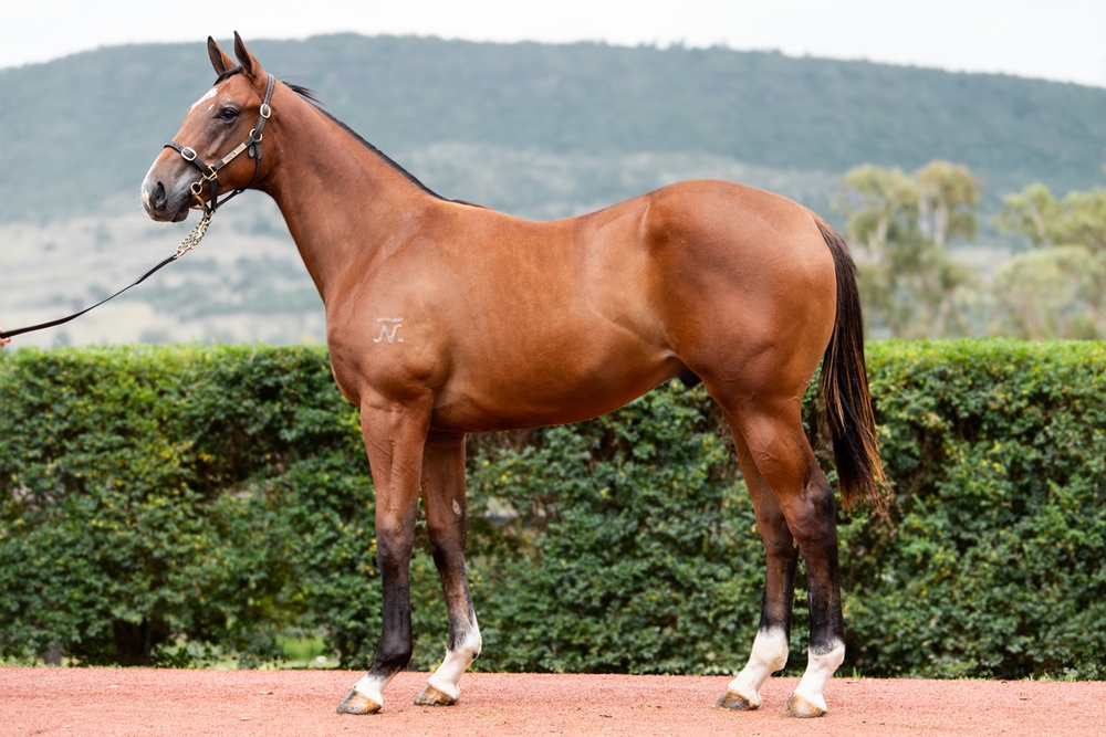 Tiger of Malay (AUS) / Confessions (AUS) 2024 Colt - Image 1