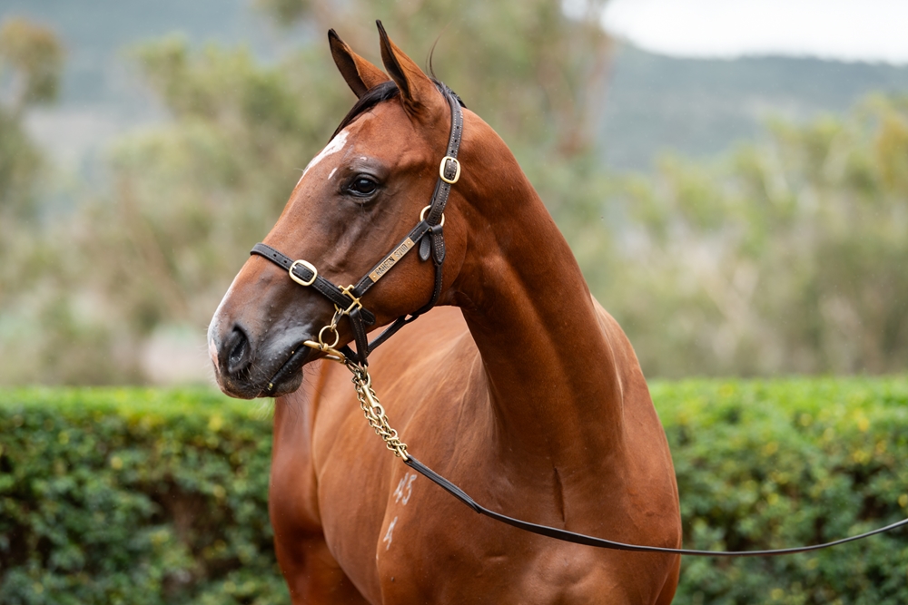 Tiger of Malay (AUS) / Confessions (AUS) 2024 Colt - Image 2