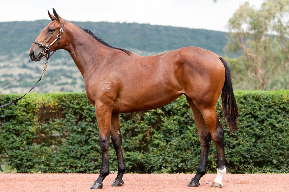 Spirit of Boom (AUS) / Fleet Riane (AUS) 2024 Filly - Image 1