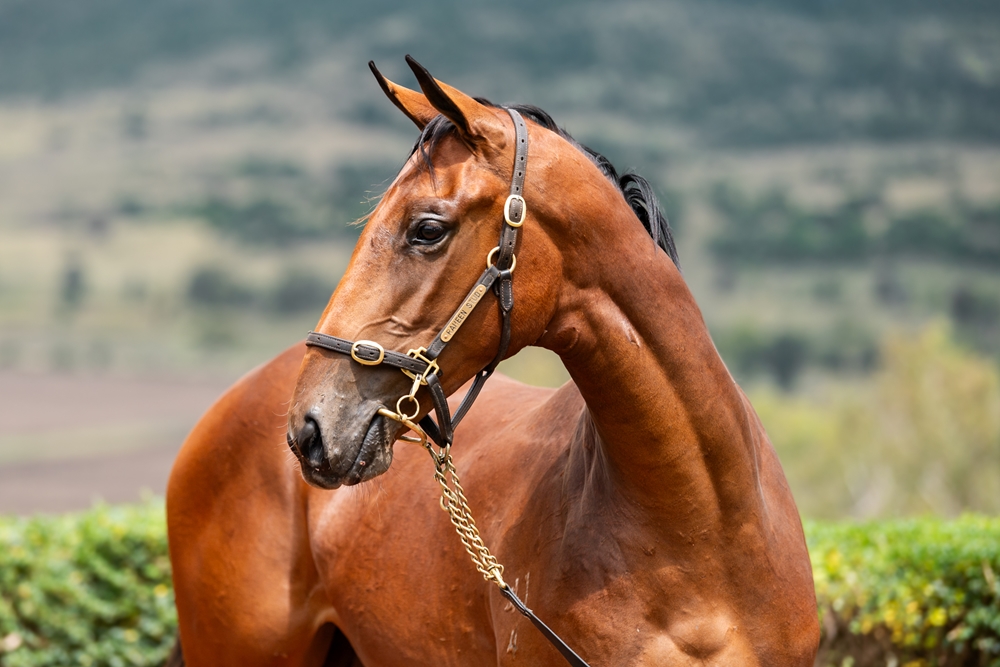 Spirit of Boom (AUS) / Fleet Riane (AUS) 2024 Filly - Image 2