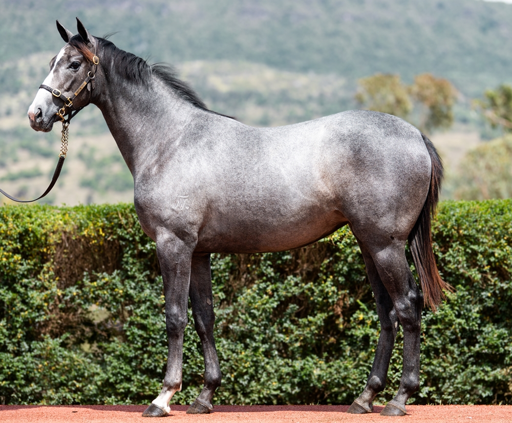 Top Ranked (IRE) / House of Hingis (NZ) 2024 Filly - Image 1