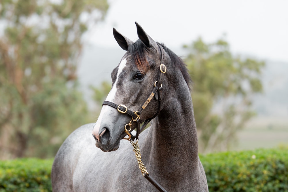 Top Ranked (IRE) / House of Hingis (NZ) 2024 Filly - Image 2