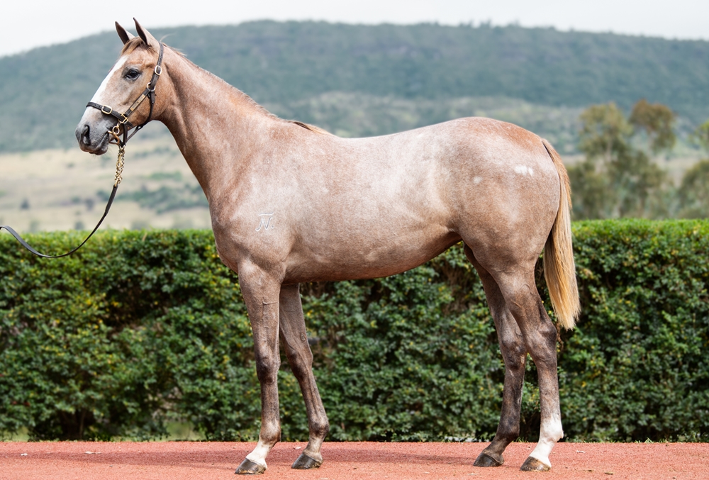 Top Ranked (IRE) / Stylish Kim (AUS) 2024 Filly - Image 1