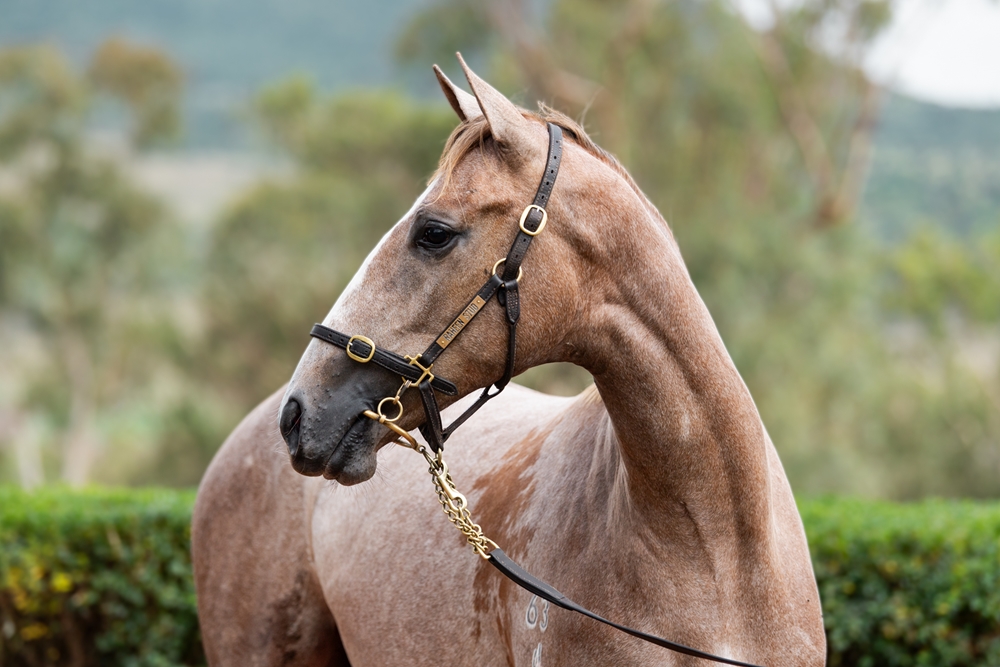 Top Ranked (IRE) / Stylish Kim (AUS) 2024 Filly - Image 2