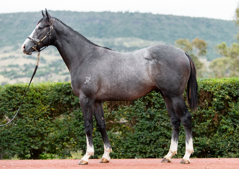 Top Ranked (IRE) / Sop (AUS) 2024 Colt - Image 1