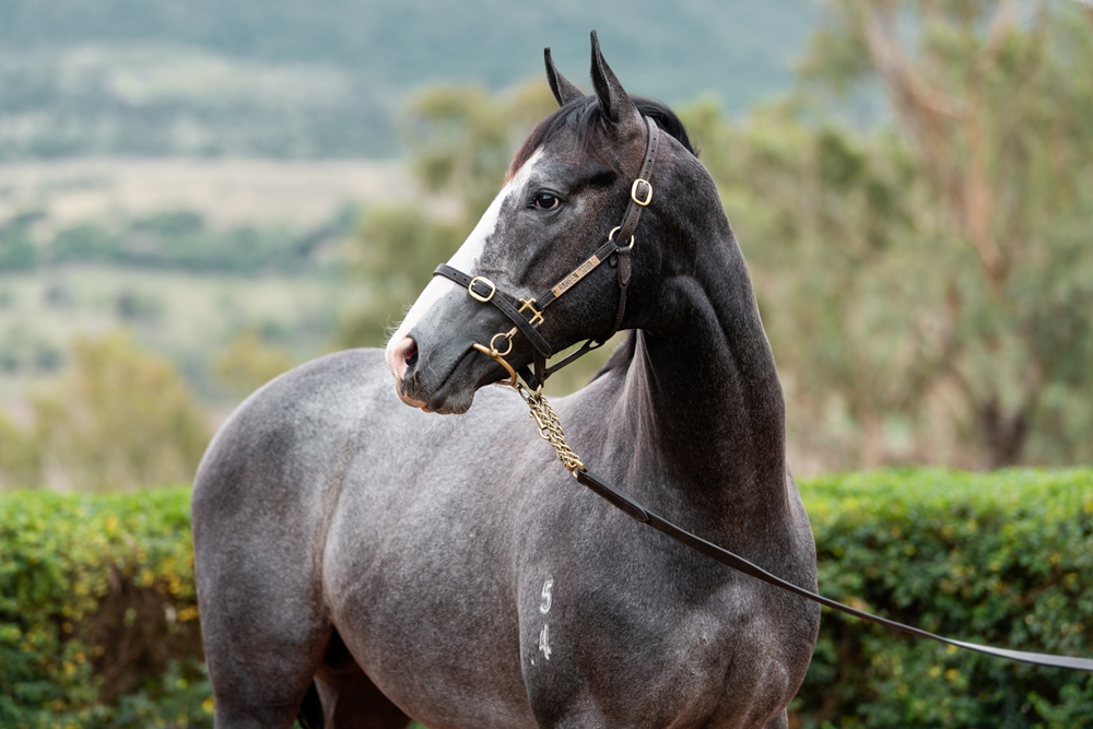 Top Ranked (IRE) / Sop (AUS) 2024 Colt - Image 2