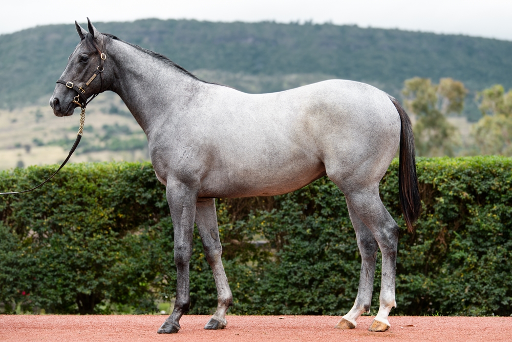 Top Ranked (IRE) / Sonador Angel (AUS) 2024 Colt - Image 1