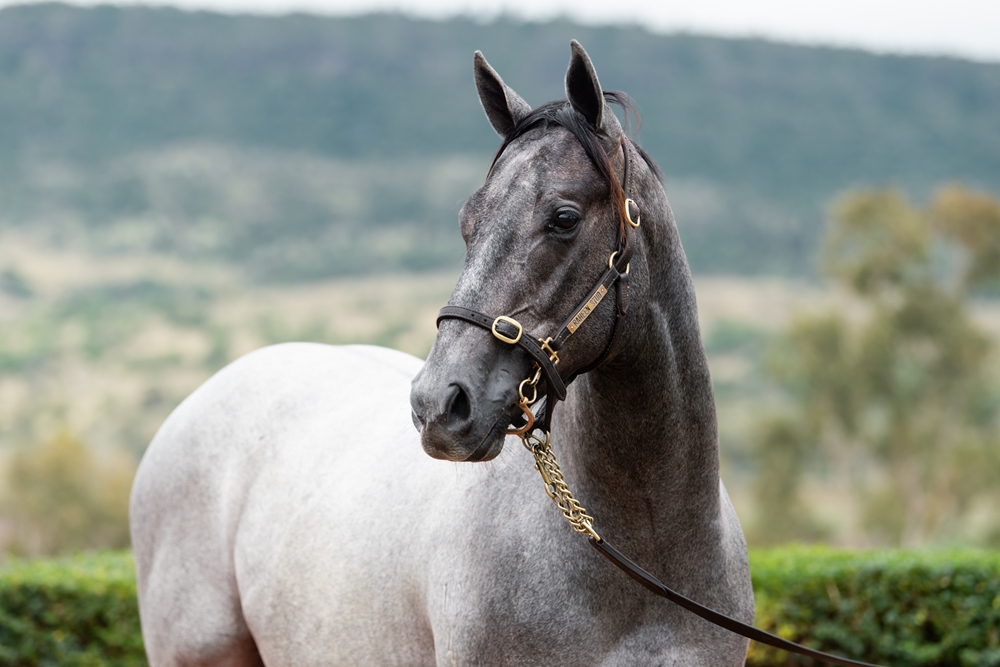 Top Ranked (IRE) / Sonador Angel (AUS) 2024 Colt - Image 2