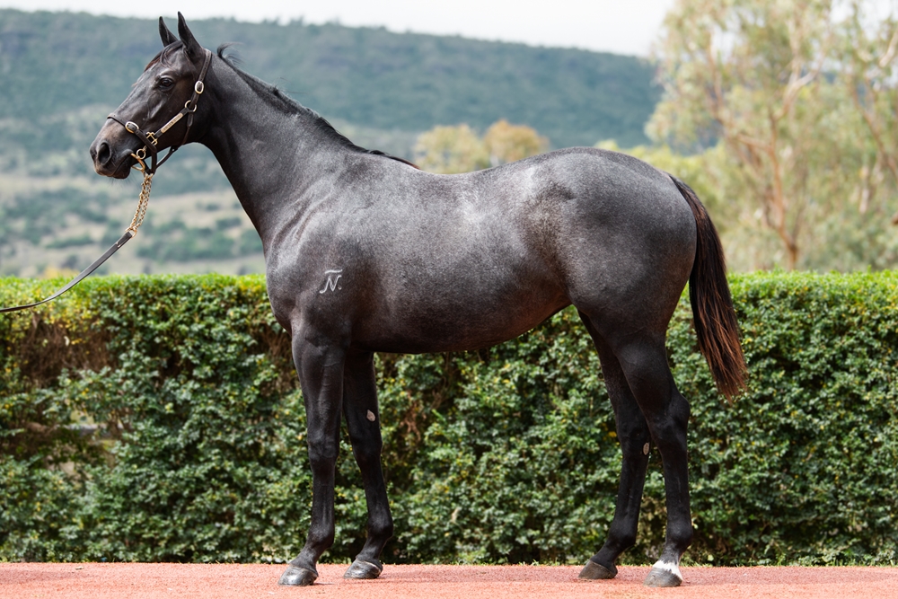 Top Ranked (IRE) / Sweet Adaline (AUS) 2024 Filly - Image 1