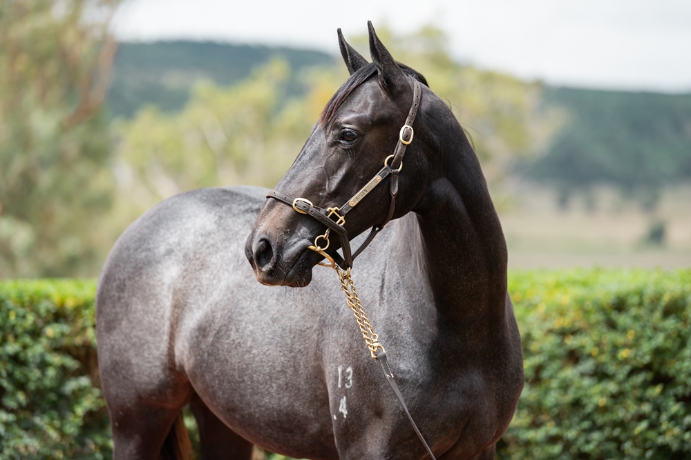 Top Ranked (IRE) / Sweet Adaline (AUS) 2024 Filly - Image 2