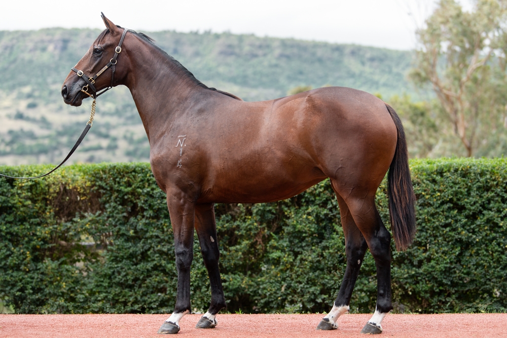 Top Ranked (IRE) / Lucia (AUS) 2024 Filly - Image 1