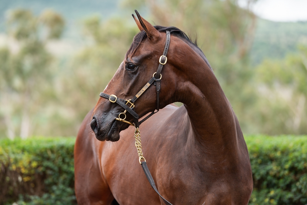 Top Ranked (IRE) / Lucia (AUS) 2024 Filly - Image 2