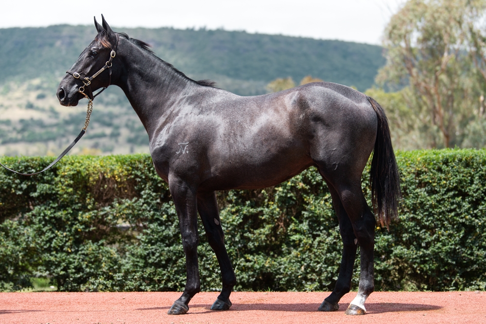 Top Ranked (IRE) / Maputo Express (AUS) 2024 Colt - Image 1