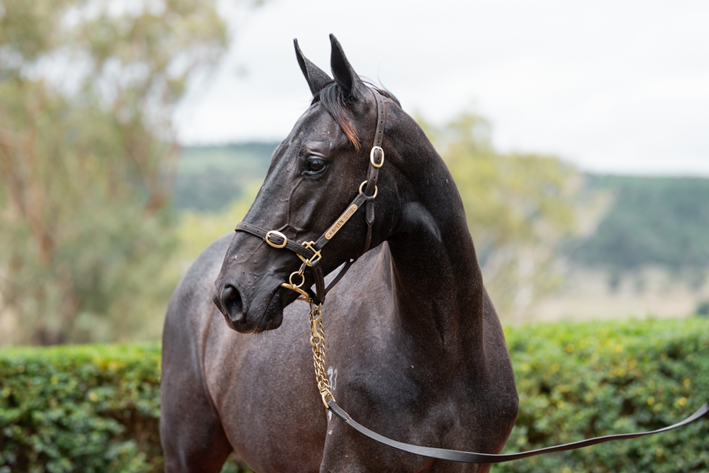 Top Ranked (IRE) / Maputo Express (AUS) 2024 Colt - Image 2