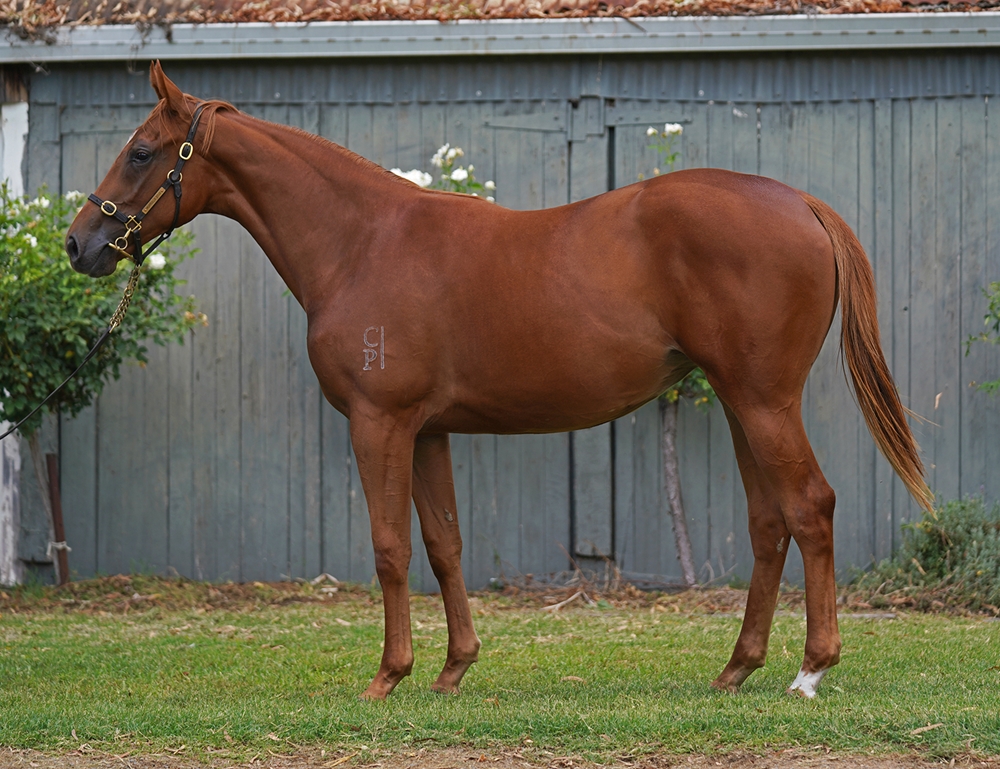Merchant Navy (AUS) / Ballybane (AUS) 2024 Filly - Image 1
