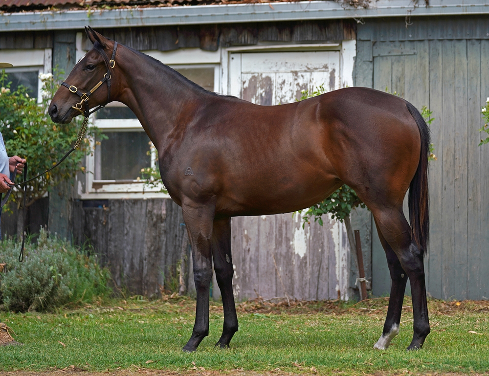 Jonker (AUS) / Bonne Vie (AUS) 2024 Filly - Image 1