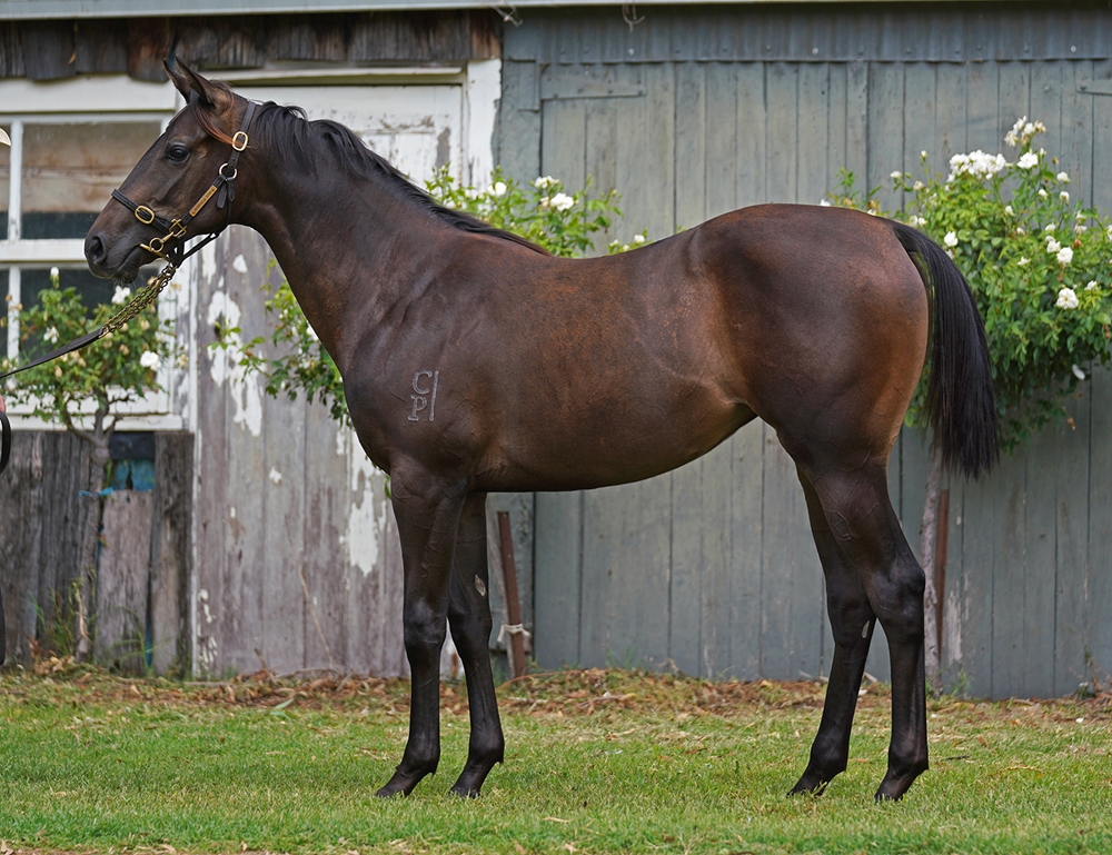 Cosmic Force (AUS) / Gimlet (AUS) 2024 Filly - Image 1