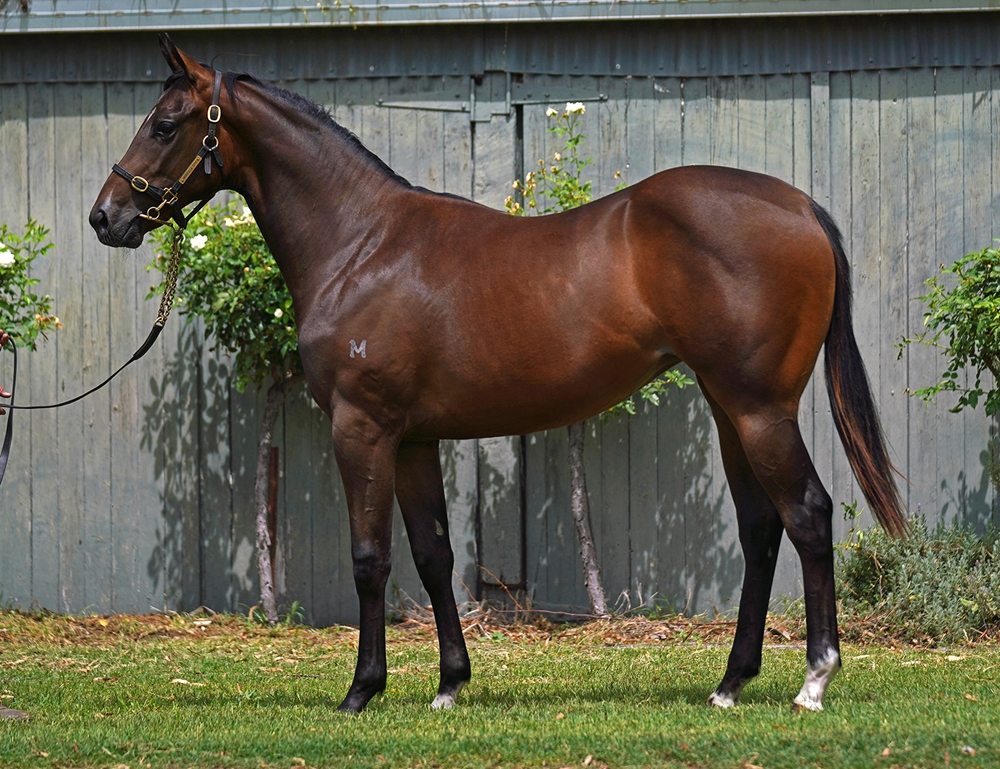 Spirit of Boom (AUS) / Nanda Devi (AUS) 2024 Filly - Image 1
