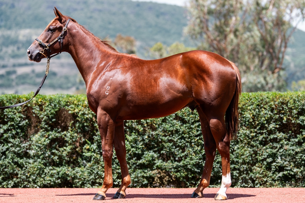 Jacquinot (AUS) / Bay Thirteen (AUS) 2024 Colt - Image 1