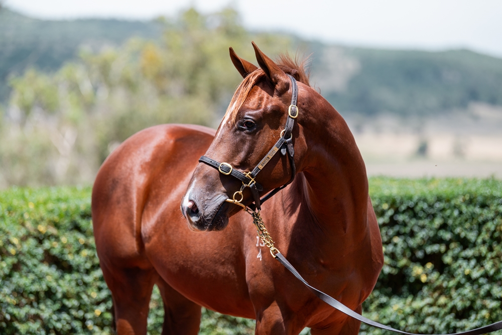 Jacquinot (AUS) / Bay Thirteen (AUS) 2024 Colt - Image 2