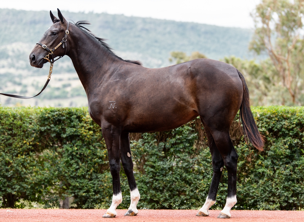 Spirit of Boom (AUS) / Georgie's Pride (AUS) 2024 Filly - Image 1