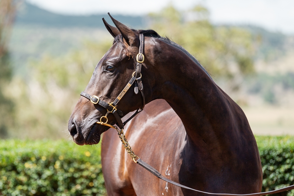 Spirit of Boom (AUS) / Georgie's Pride (AUS) 2024 Filly - Image 2
