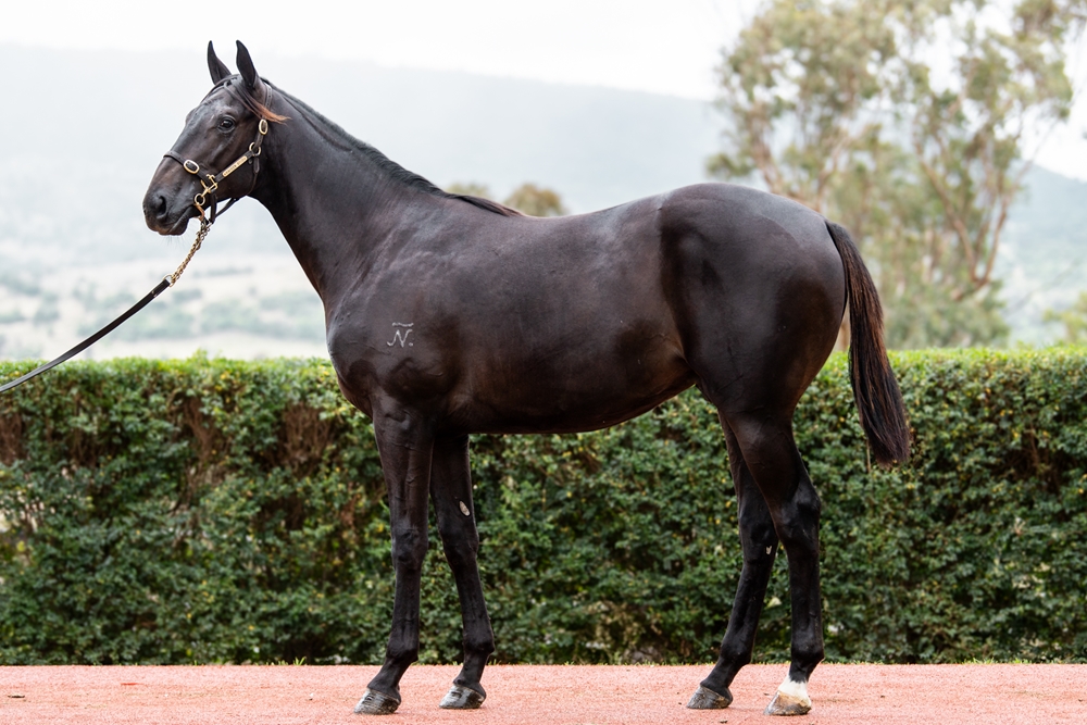 Spirit of Boom (AUS) / She Can Command (AUS) 2024 Colt - Image 1