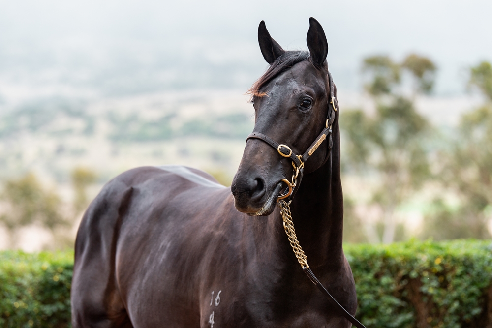 Spirit of Boom (AUS) / She Can Command (AUS) 2024 Colt - Image 2