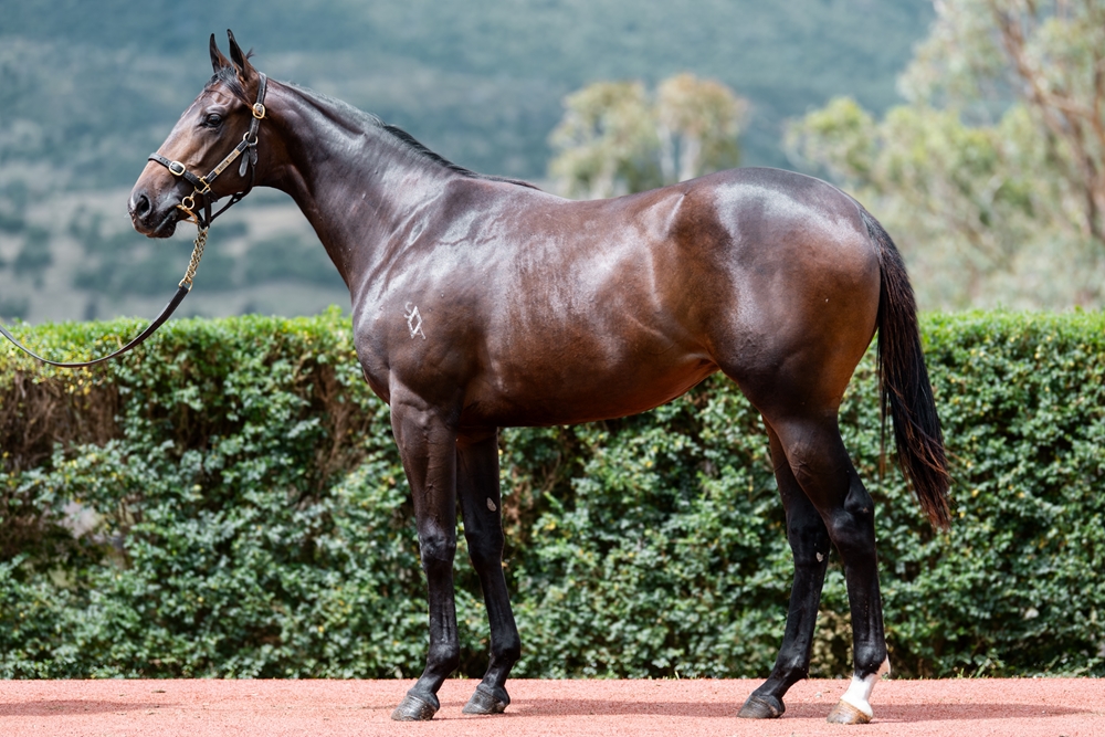 Spirit of Boom (AUS) / One More Grandy (AUS) 2024 Filly - Image 1