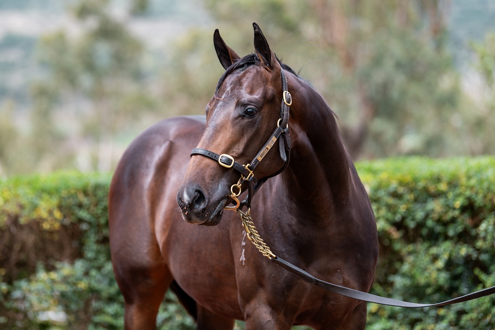 Spirit of Boom (AUS) / One More Grandy (AUS) 2024 Filly - Image 2