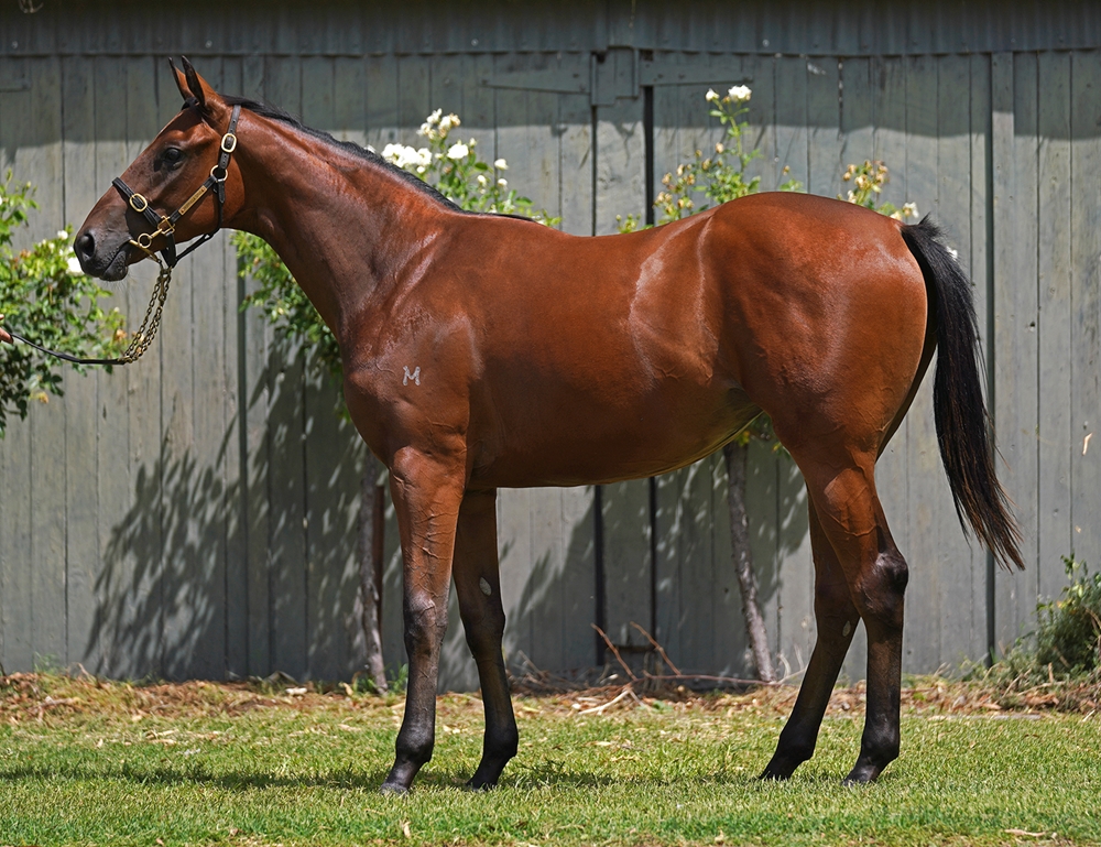 Capitalist (AUS) / Wild About Her (AUS) 2024 Filly - Image 1