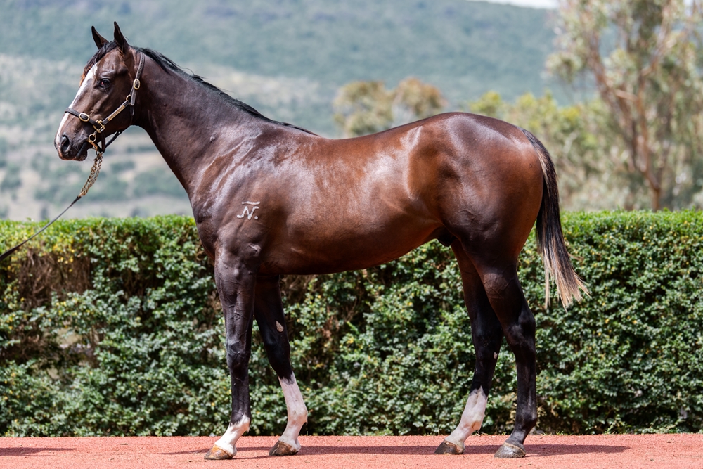 Top Ranked (IRE) / Princess Bojack (AUS) 2024 Colt - Image 1