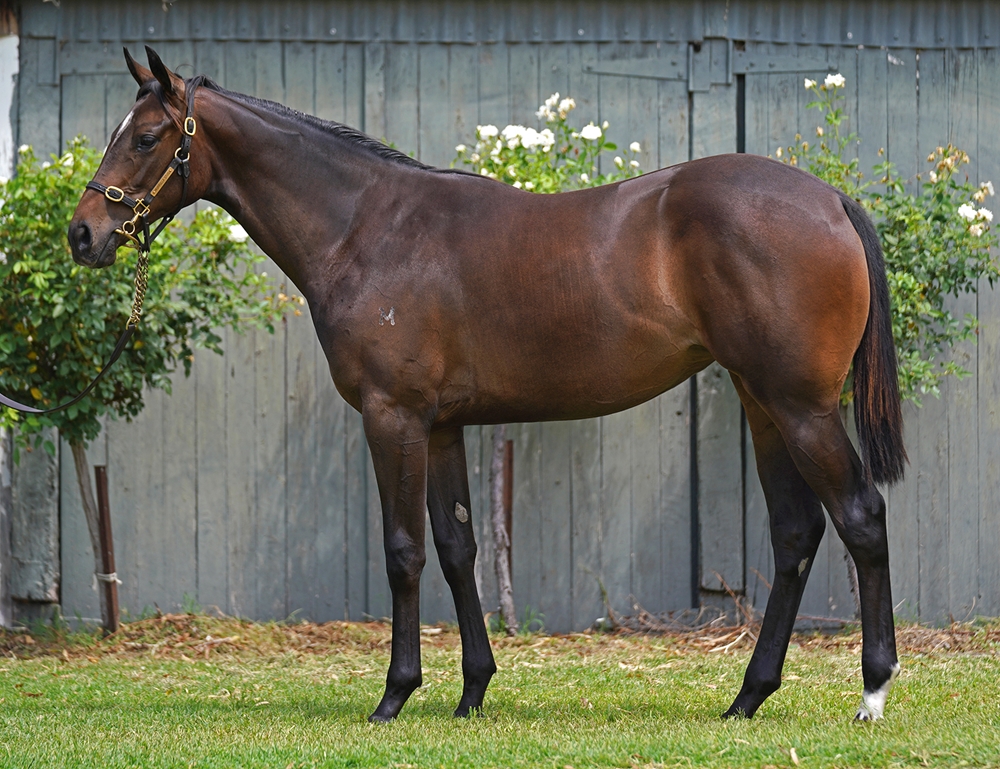 Hellbent (AUS) / Dove Lake (AUS) 2024 Filly - Image 1