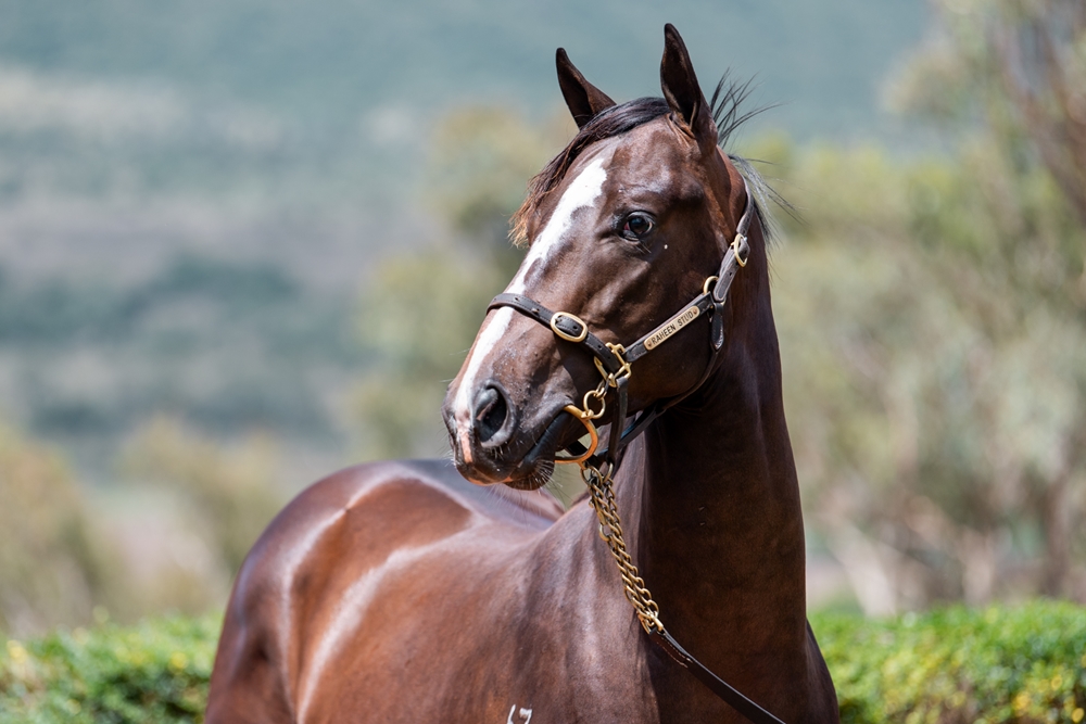 Top Ranked (IRE) / Princess Bojack (AUS) 2024 Colt - Image 2